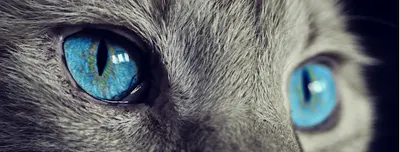 Kocia Kanciapa- koci behawiorysta Lublin